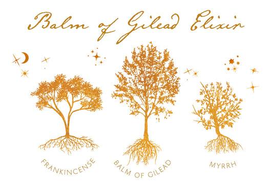 balm of gilead elixir illustration