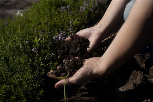 soil in hand