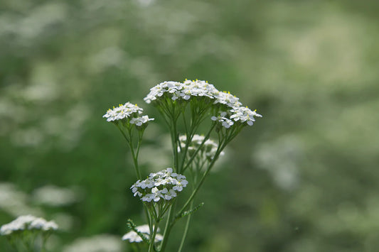 Springtime Skin