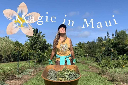 plumeria Magic in Maui