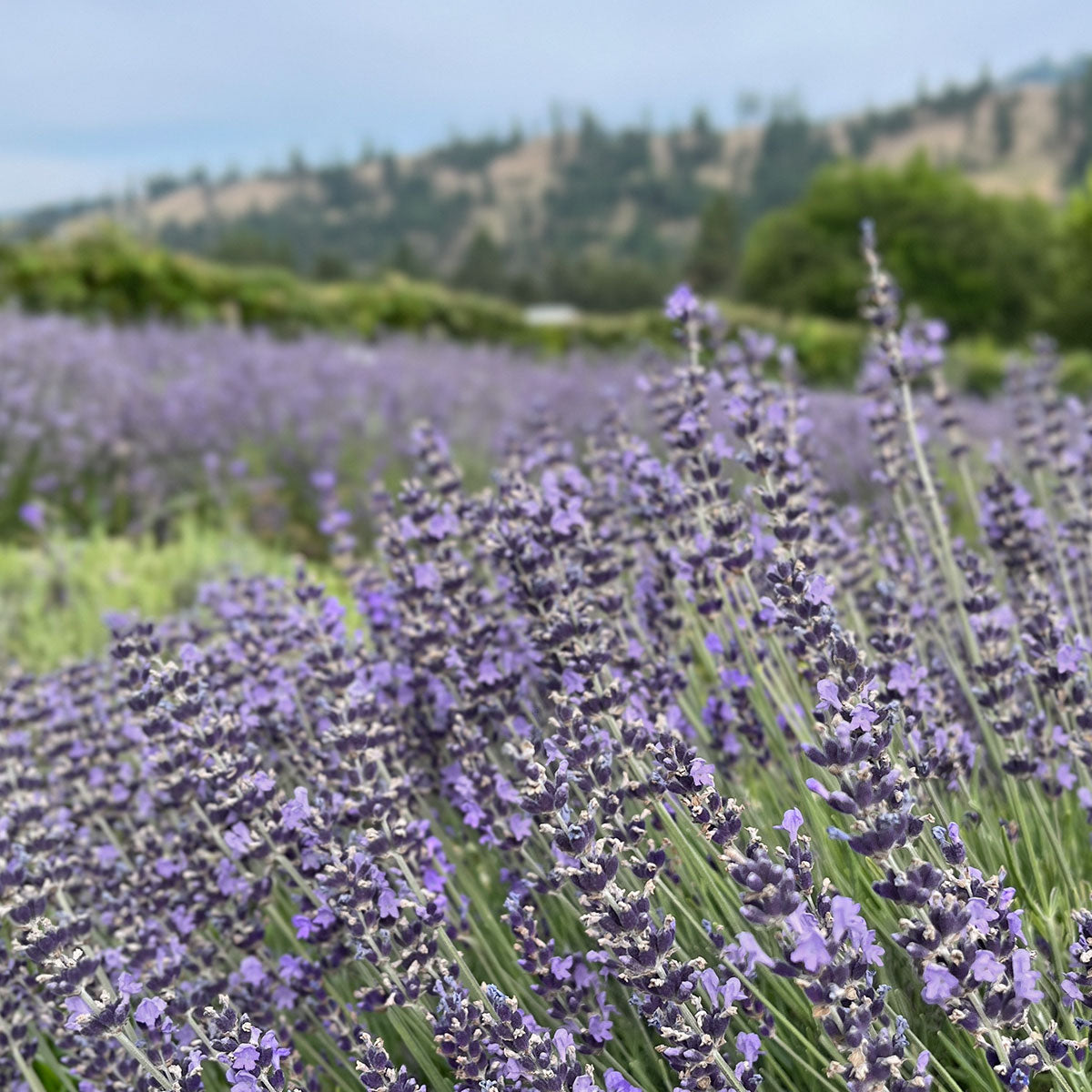 Blue Lavender Cleansing Milk