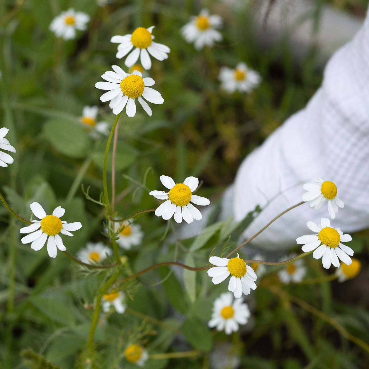 Blue Chamomile Moisturizer